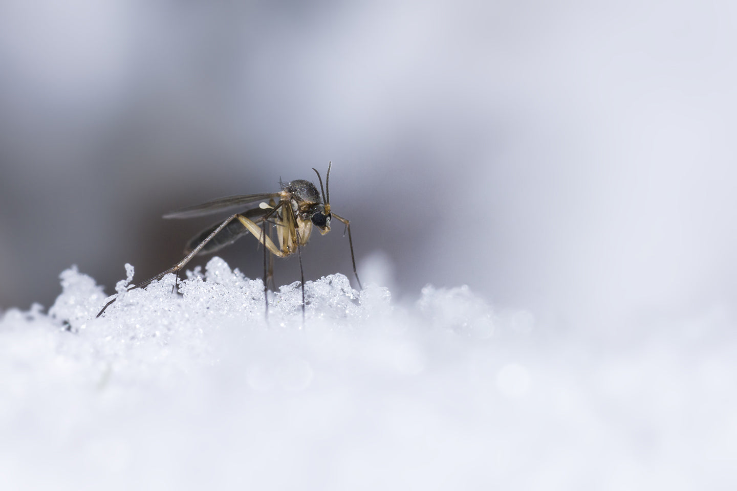 Where Do Bugs Spend the Winter?