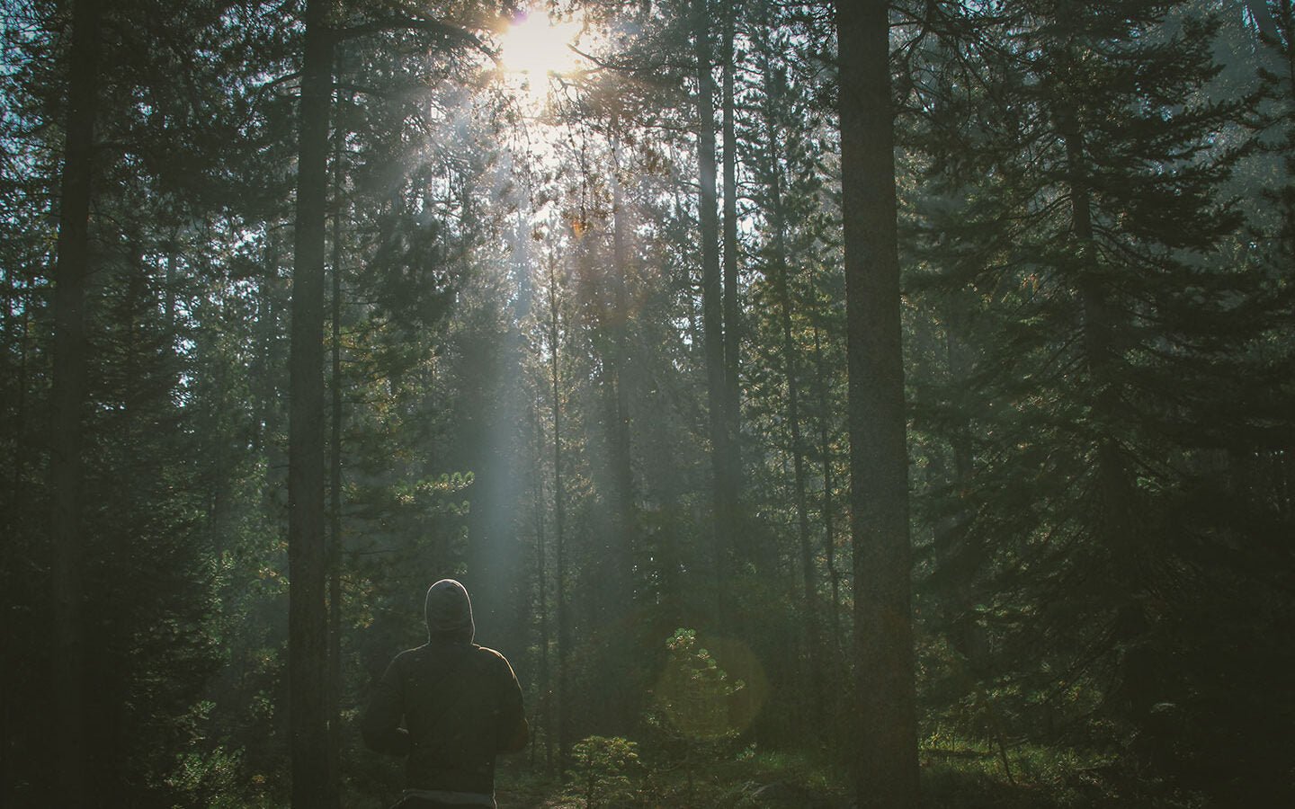 If Survival is the Question, Trees are the Answer - Eartheasy