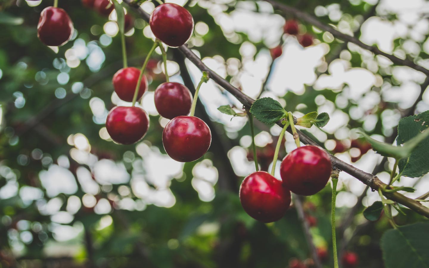 Pesticides and Produce