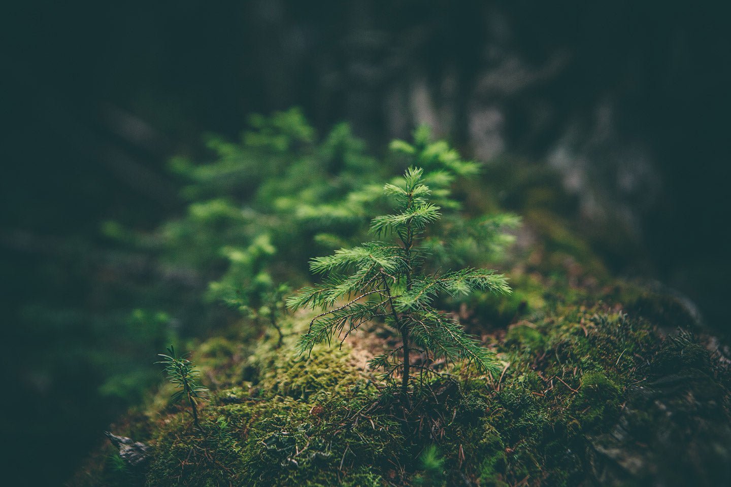 Introducing Eartheasy’s New Site: Sustainable Solutions Made Simpler - Eartheasy