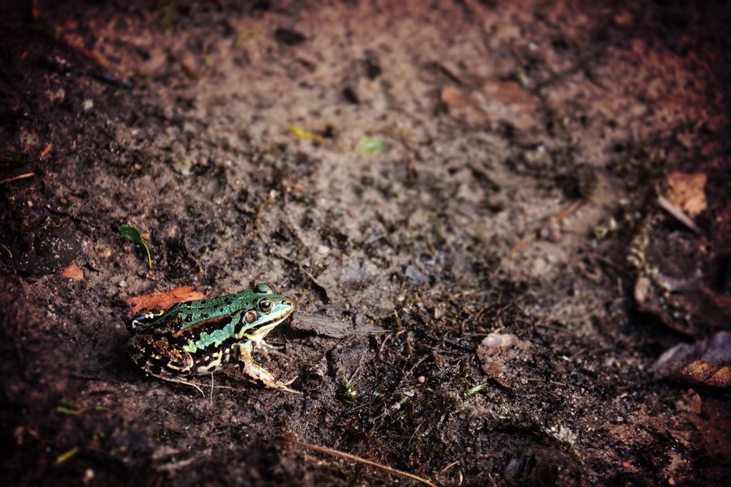 Is Healthy, Vibrant Soil a Solution for Climate Change? - Eartheasy