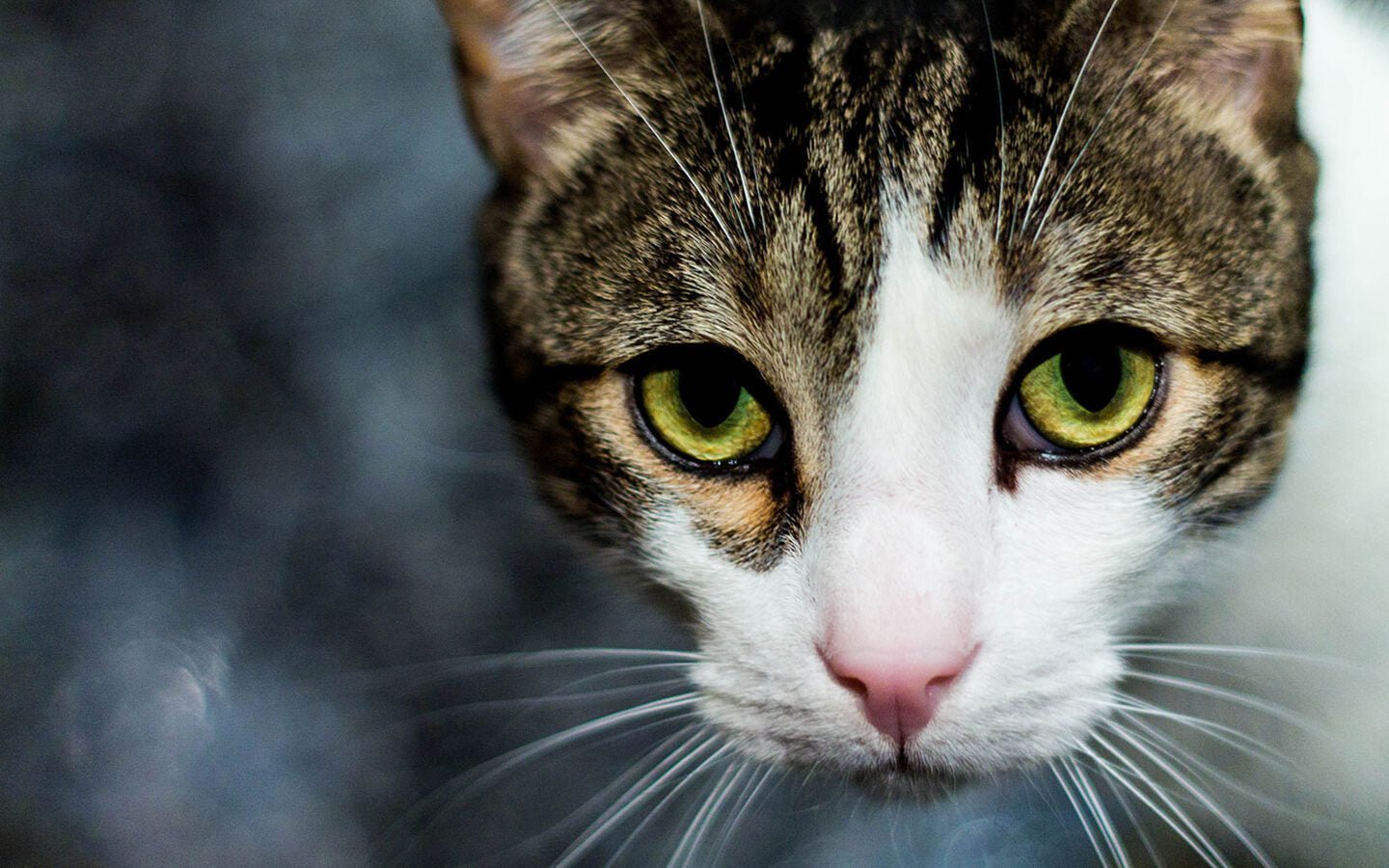 Is Your Pet Prepared for a Major Storm or Evacuation? - Eartheasy