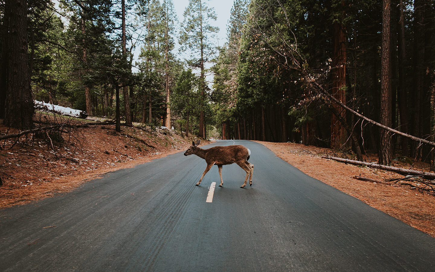 How to Avoid Roadside Wildlife Collisions