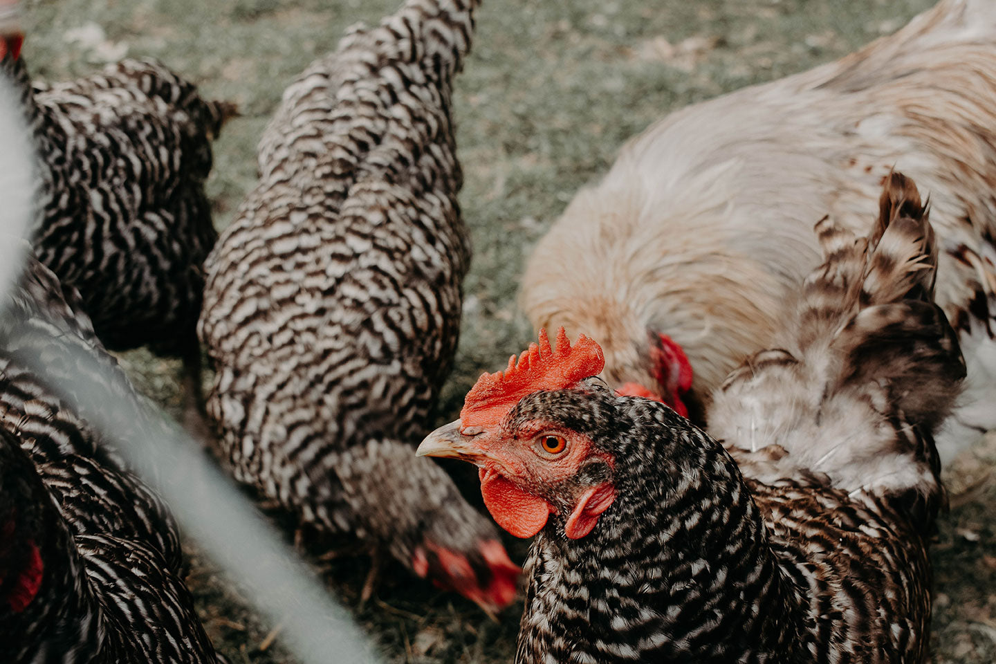 Housing Your Backyard Chickens
