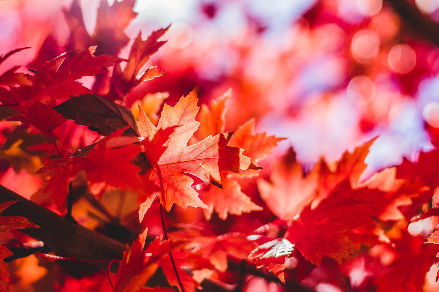 Autumn Composting Tips to Prepare Your Garden for Winter