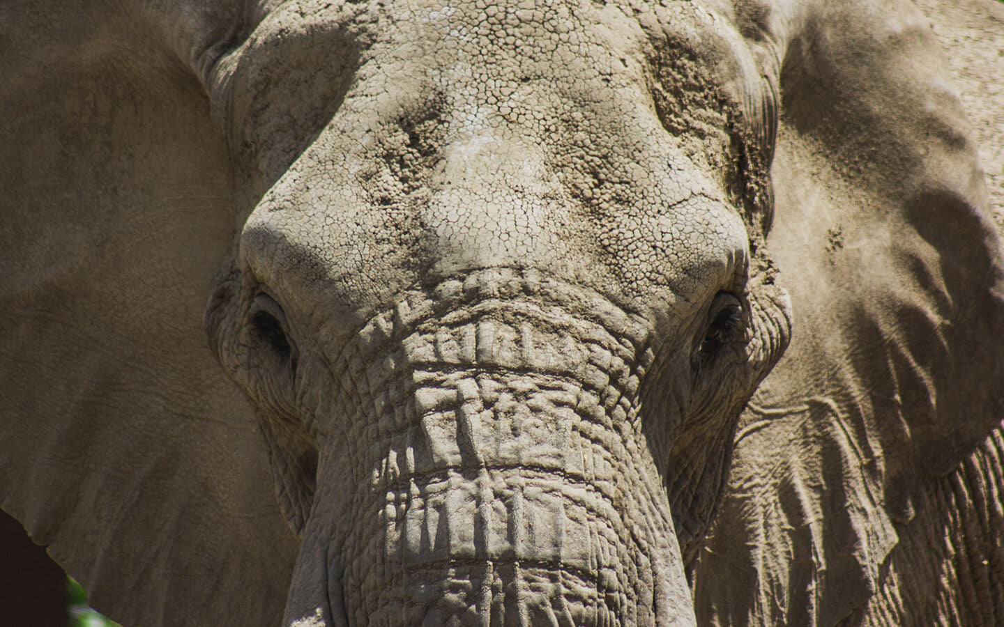 How to Wrestle an Elephant