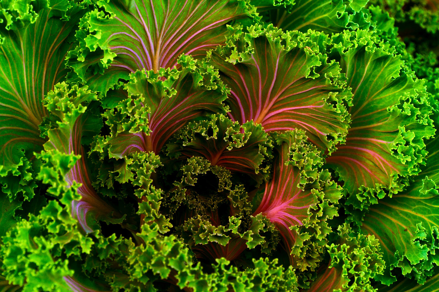 Kale: The Workhorse of Your Winter Garden
