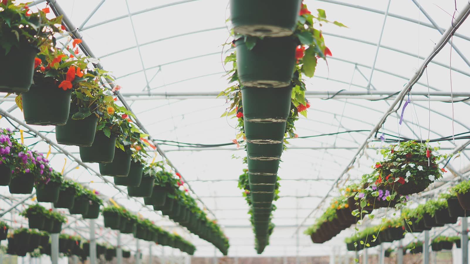 5 Things to Consider Before You Buy a Greenhouse