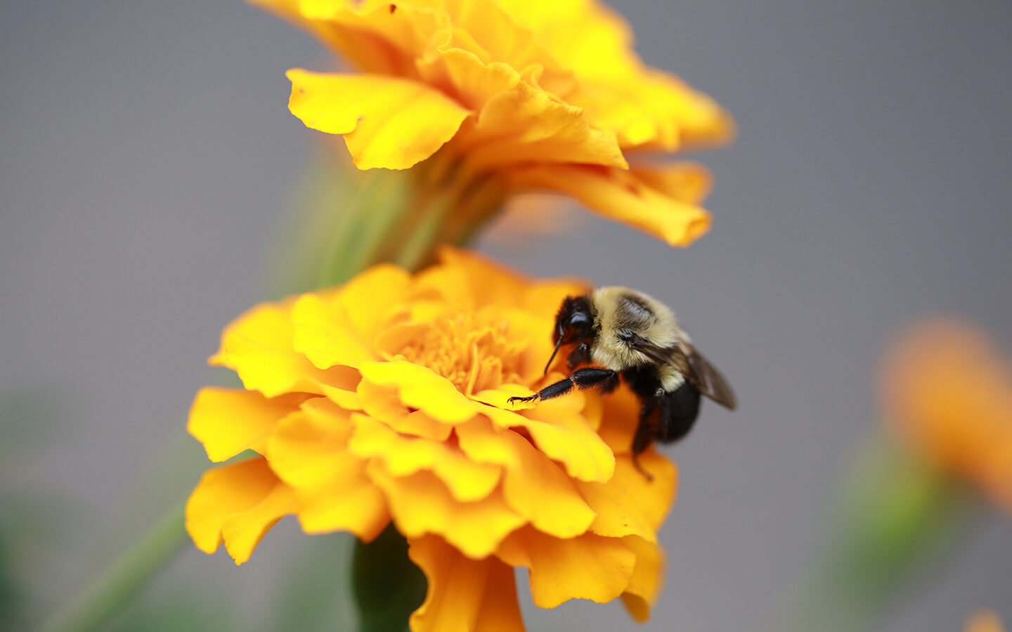 How ‘Neonics’ Impact Bees and Your Garden