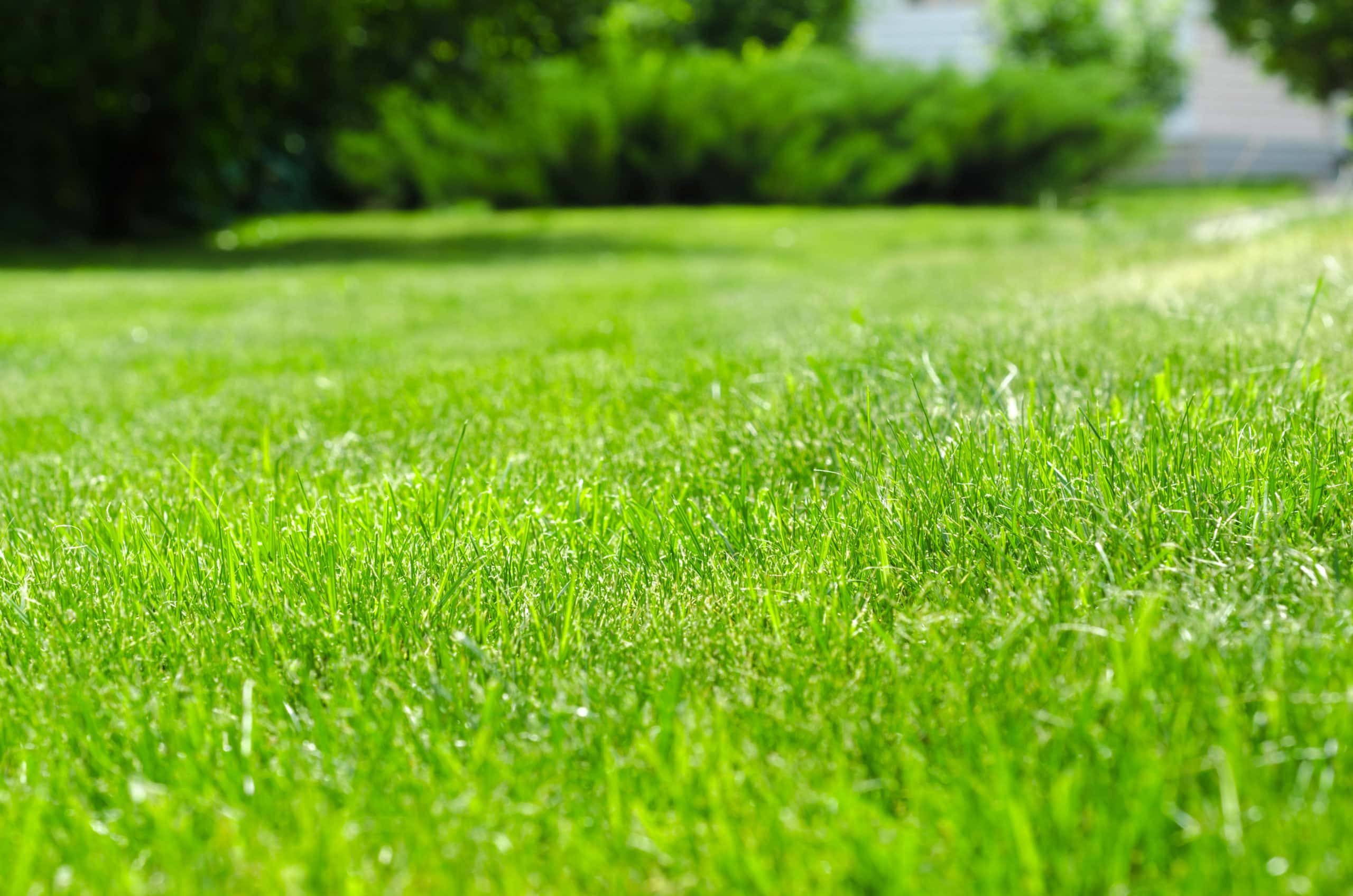 Lawn Doctor Review - Eartheasy