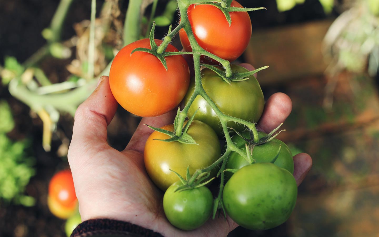 Backyard Vegetable Garden: Enjoying the Bounty