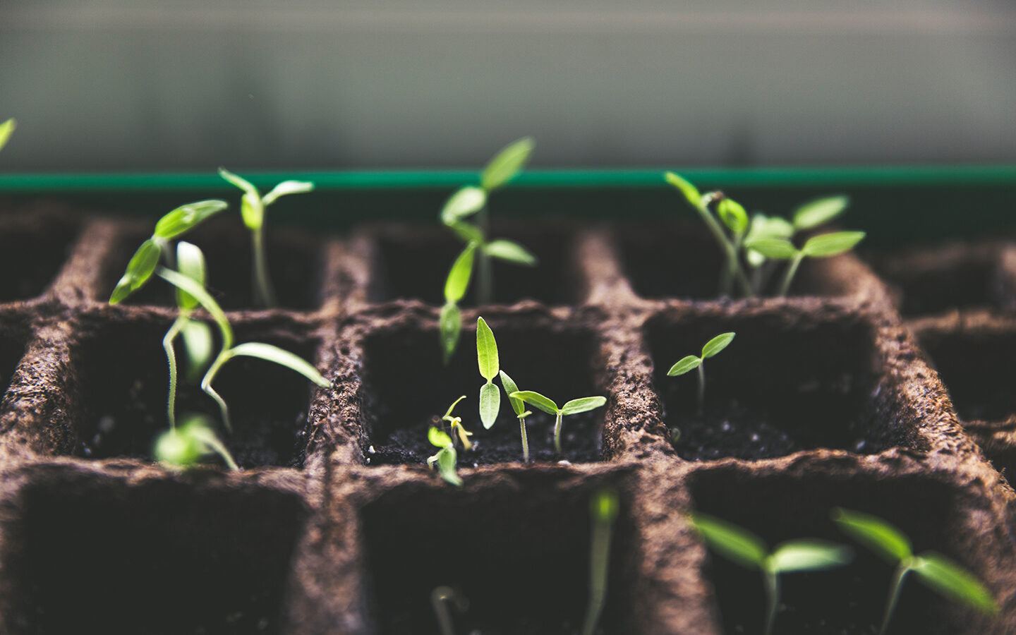 How to Make an ‘Instant Cloche’ to Protect Seedlings