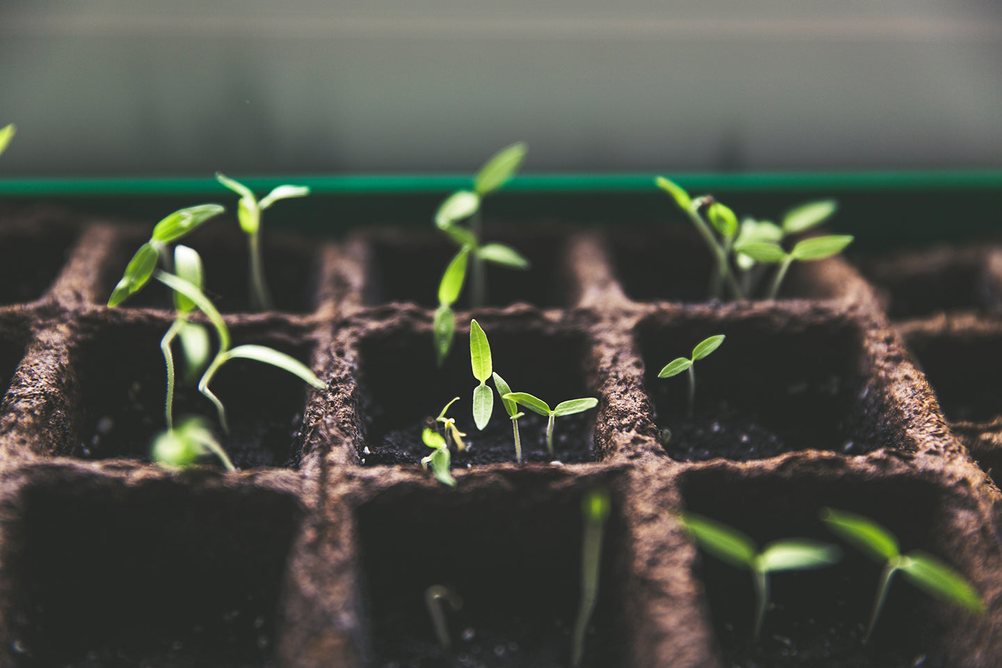 New Year’s Seed Starting Mix