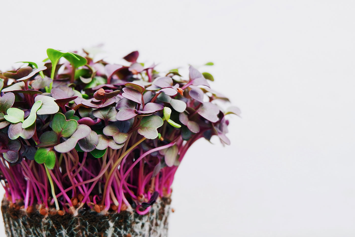 How to Grow Vegetables Indoors This Winter