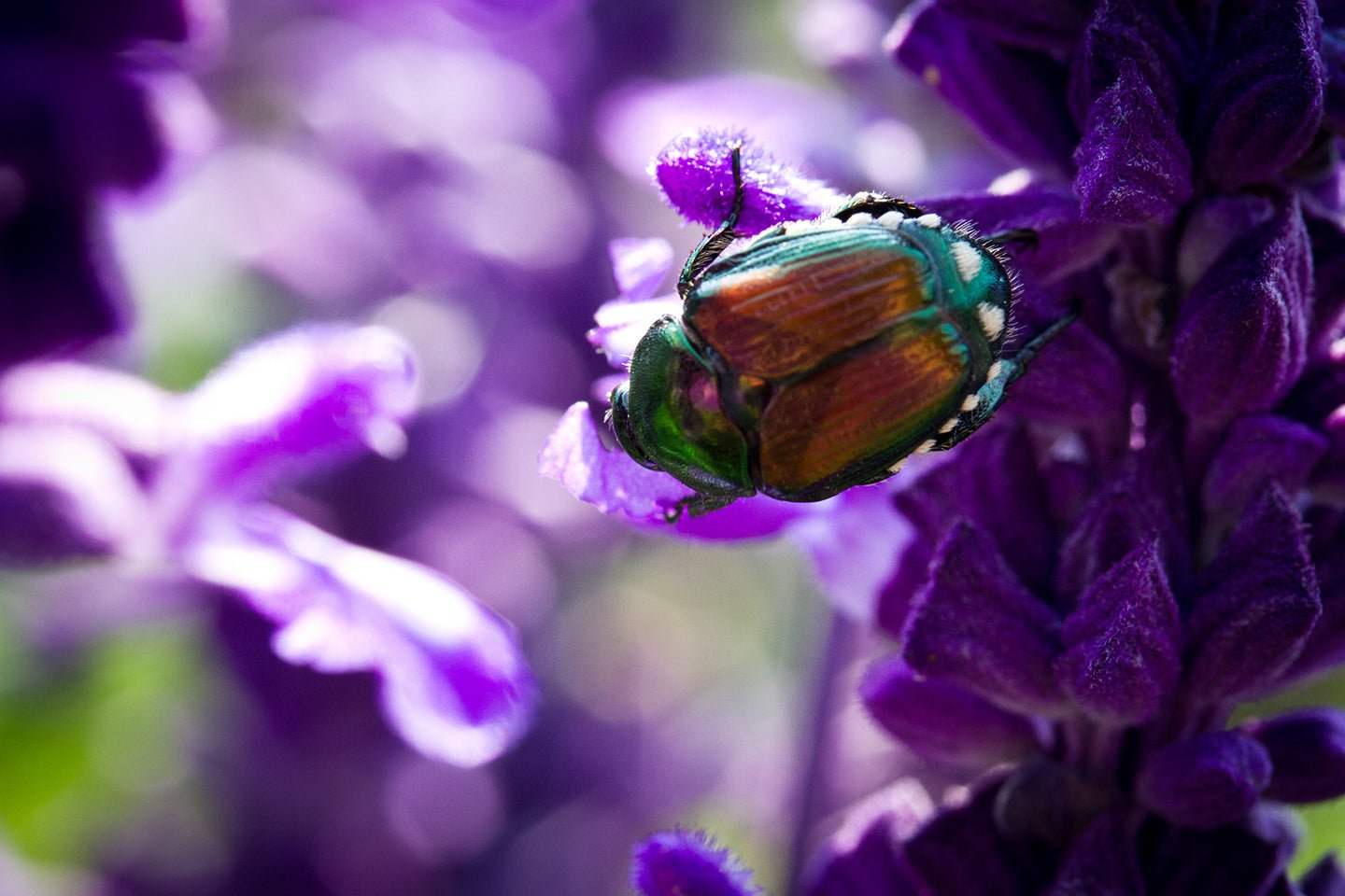 Milky Spore Controls Japanese Beetles in the Yard and Garden - Eartheasy