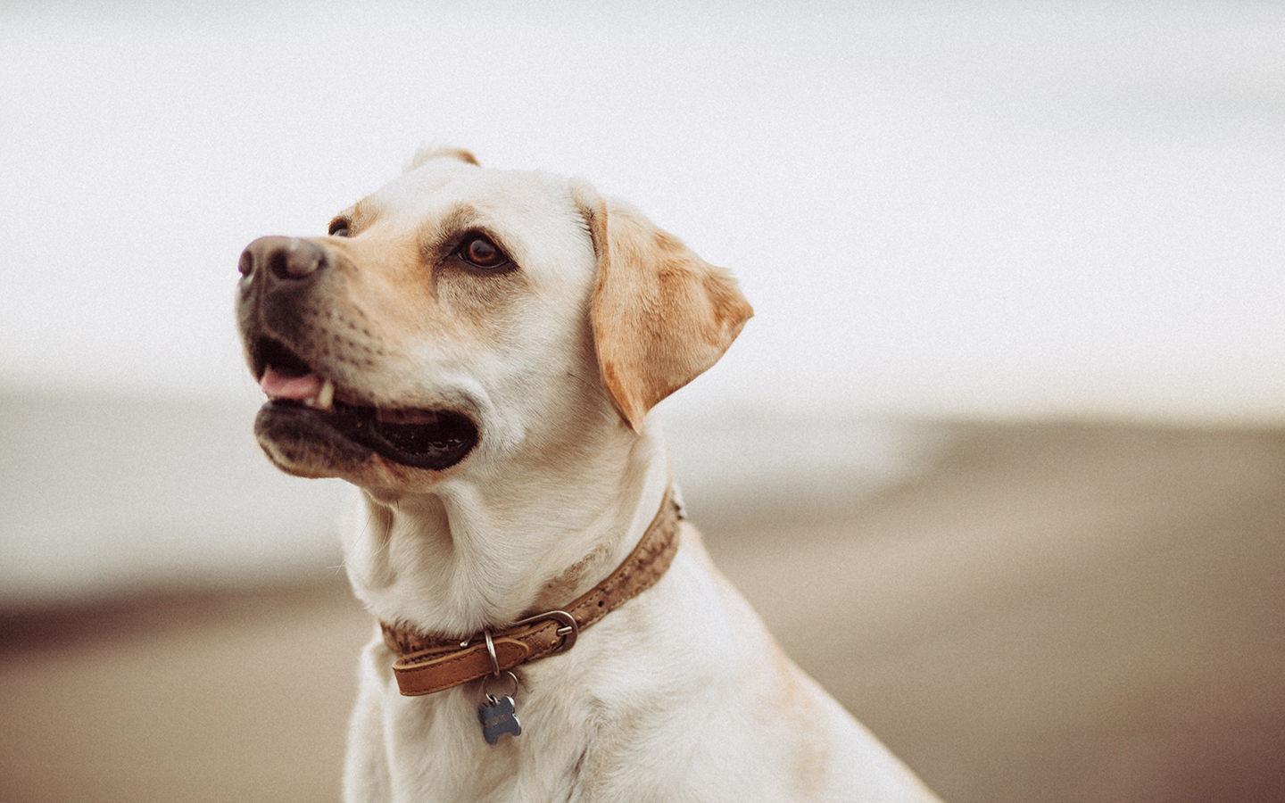 8 Common Household Chemicals Harming your Pets & Their Non-Toxic Alternatives