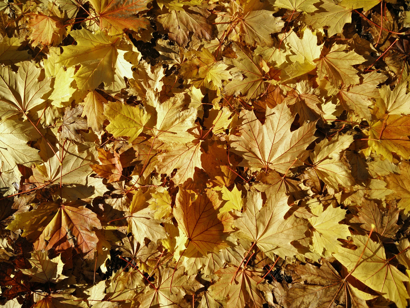 Fall is the Season for Mulching with Leaves