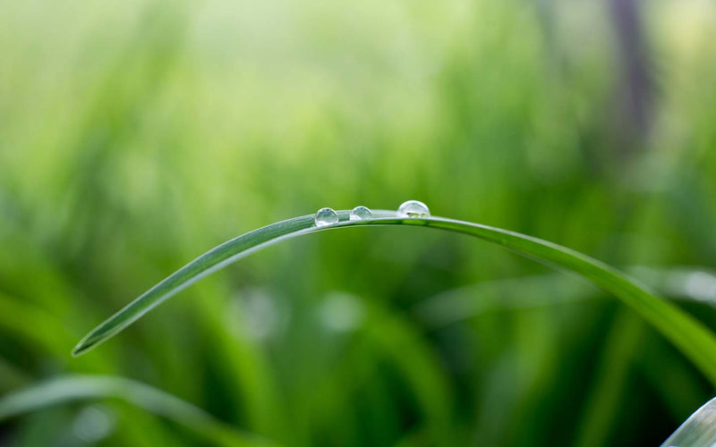 Healthy green lawn