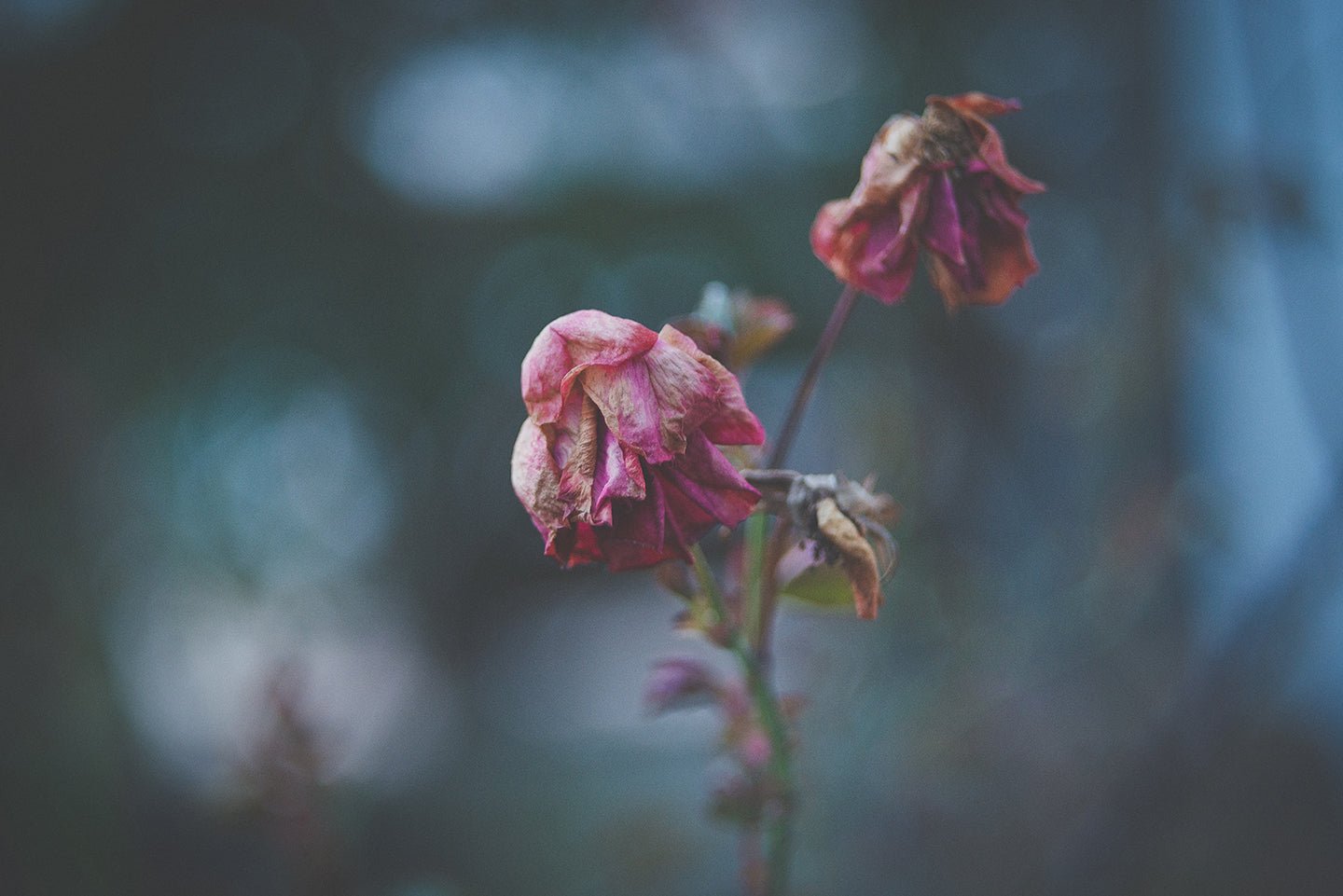 Natural Remedies for Winter Depression & Seasonal Affective Disorder - Eartheasy