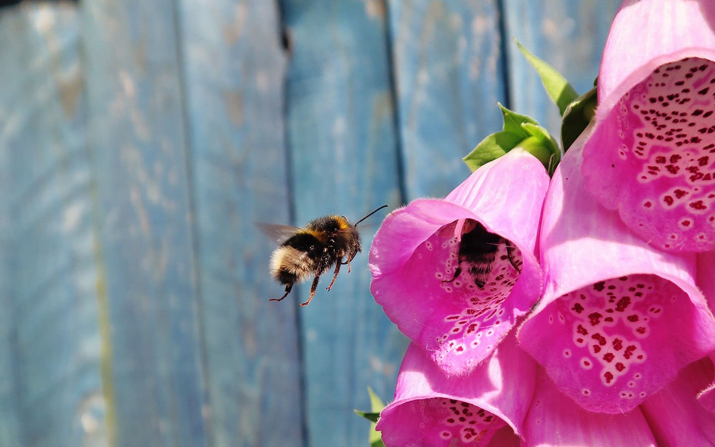 New Studies Find Pesticide a Cause of Bee Colony Collapse - Eartheasy