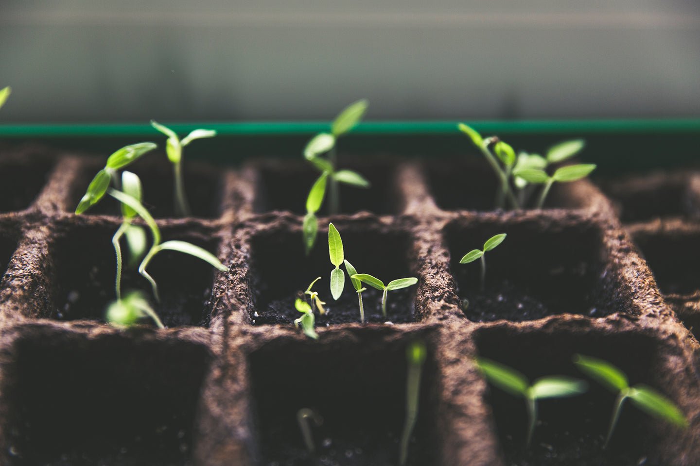 New Year’s Seed Starting Mix - Eartheasy