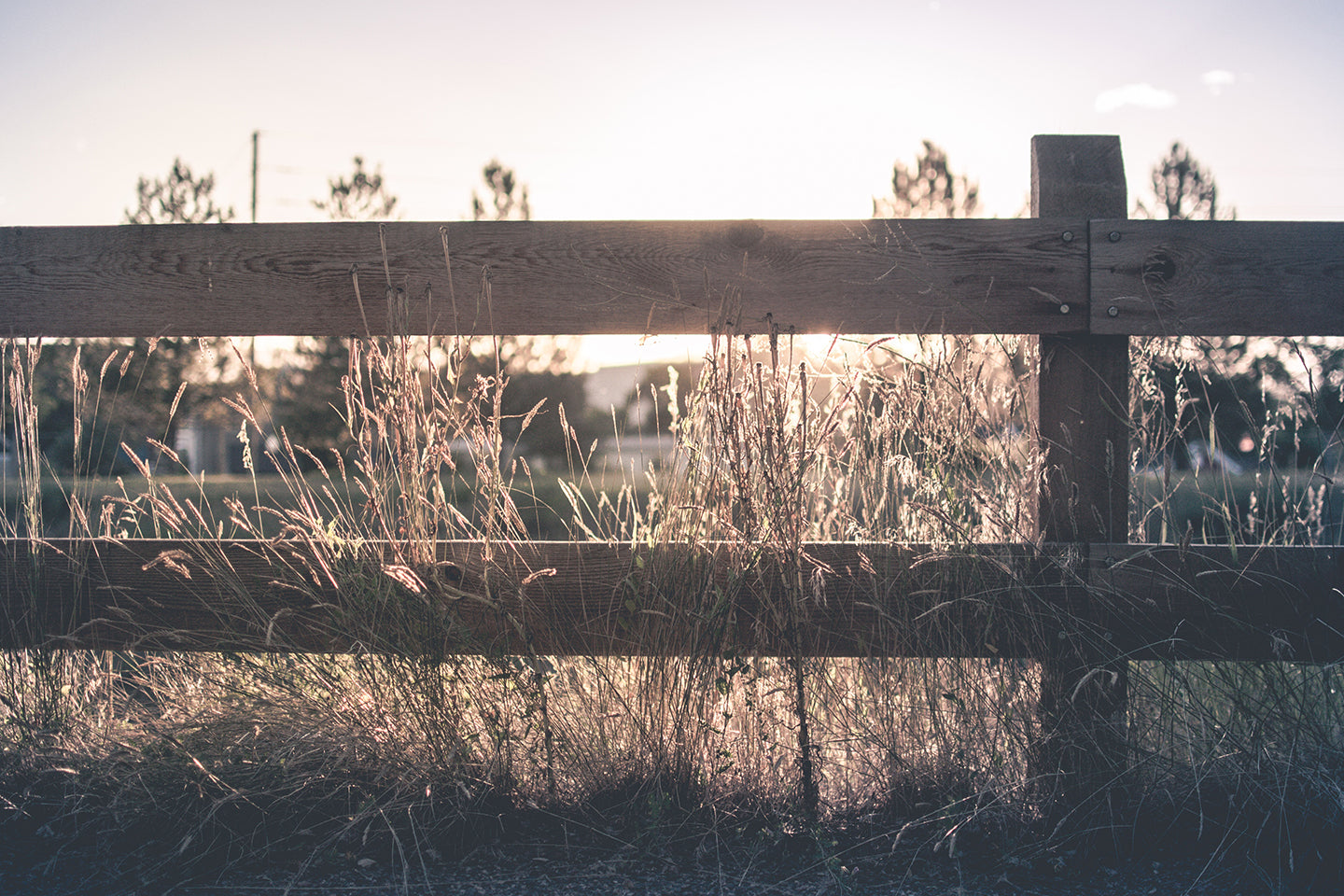 Our Biggest Homesteading Mistakes