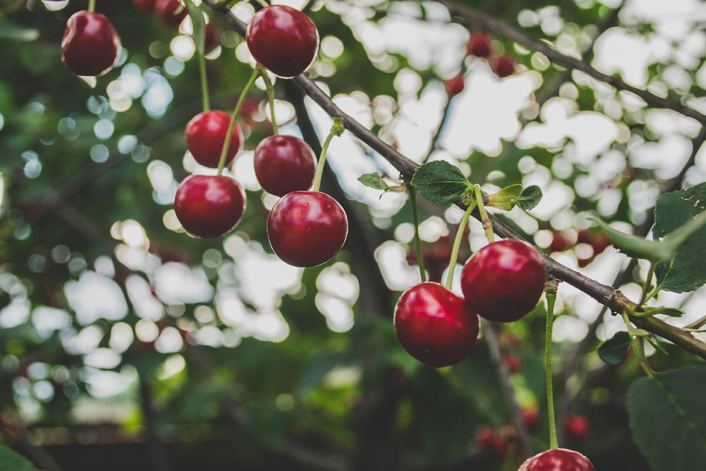 Now is the Time to Thin Your Fruit Trees - Eartheasy