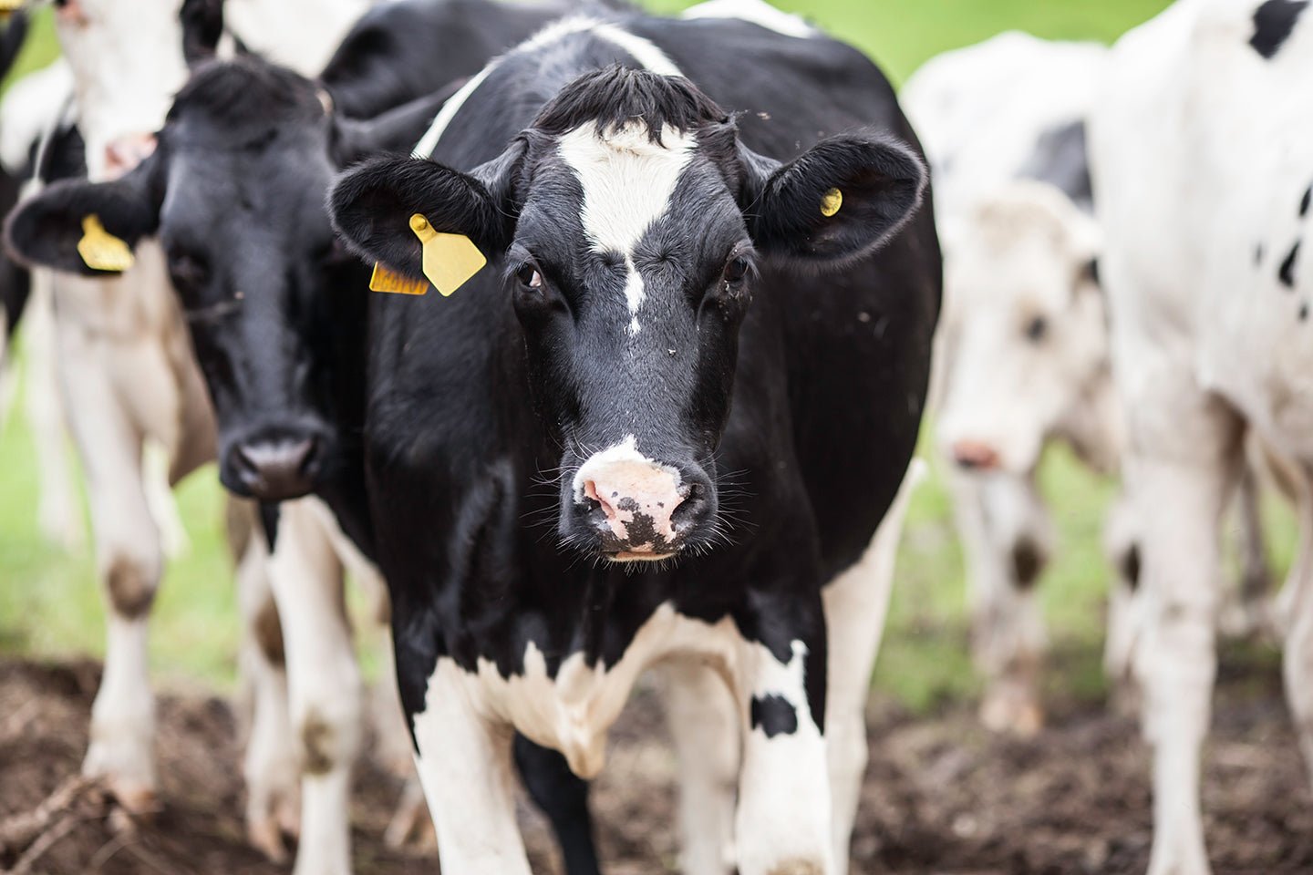 Organic Meat and Milk Contain More Omega-3s - Eartheasy