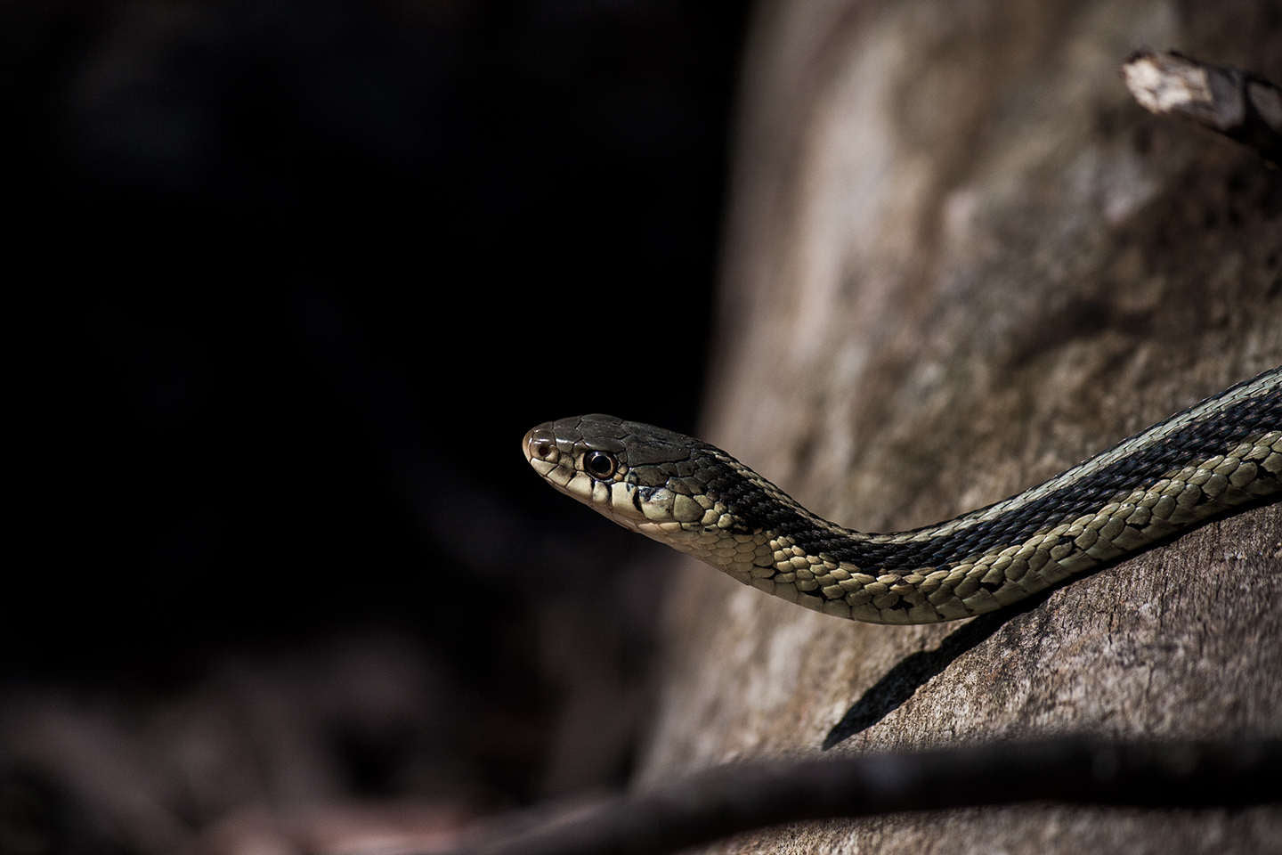These 3 Snakes Are Your Garden’s Best Friends