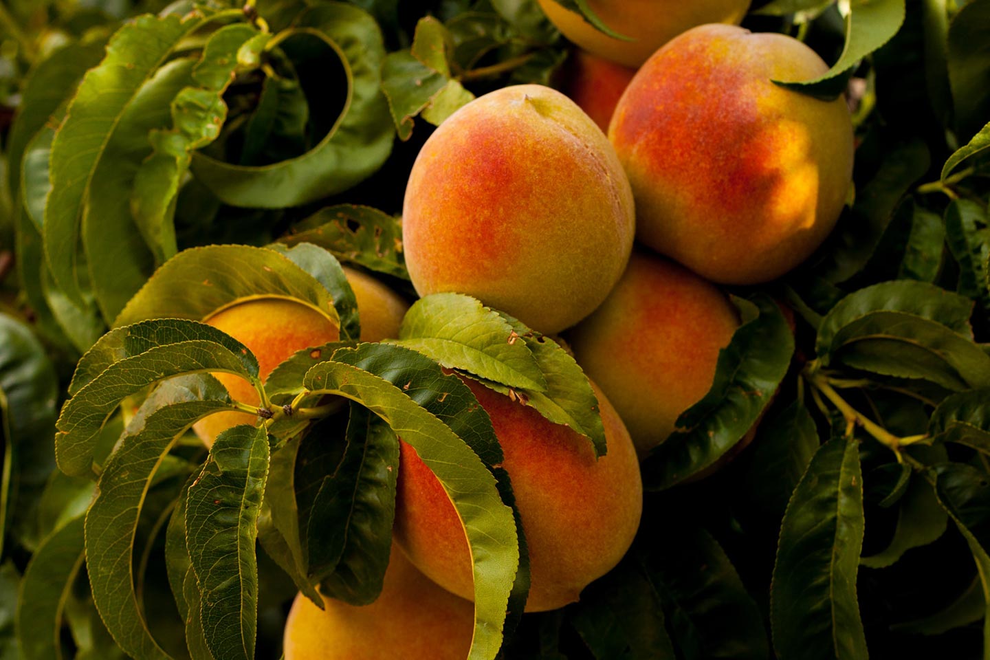 How to Grow Peaches Organically