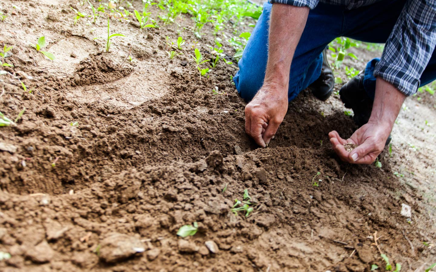 Where to Buy Organic Seeds