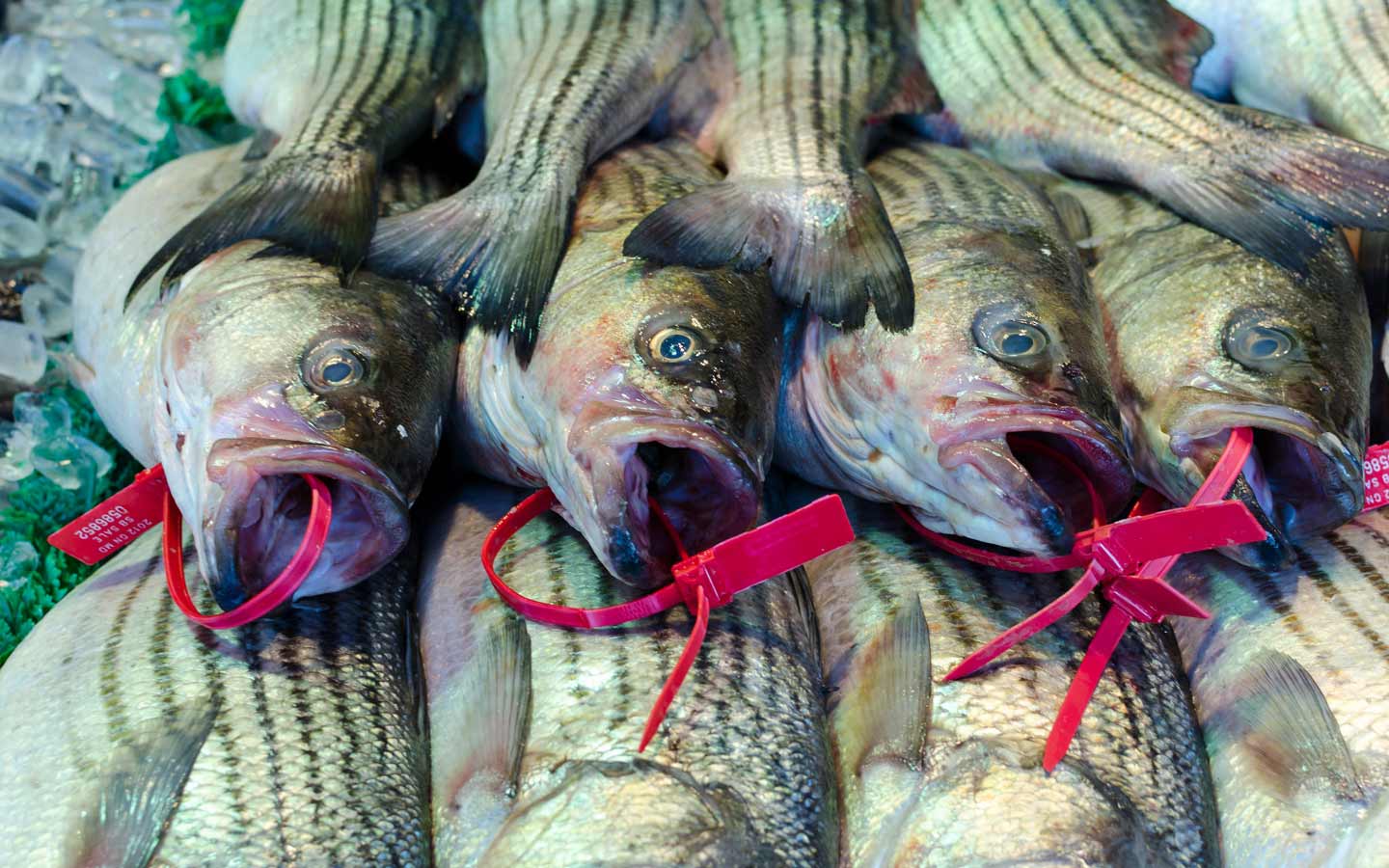 Is Your Fish Dinner on Prozac?
