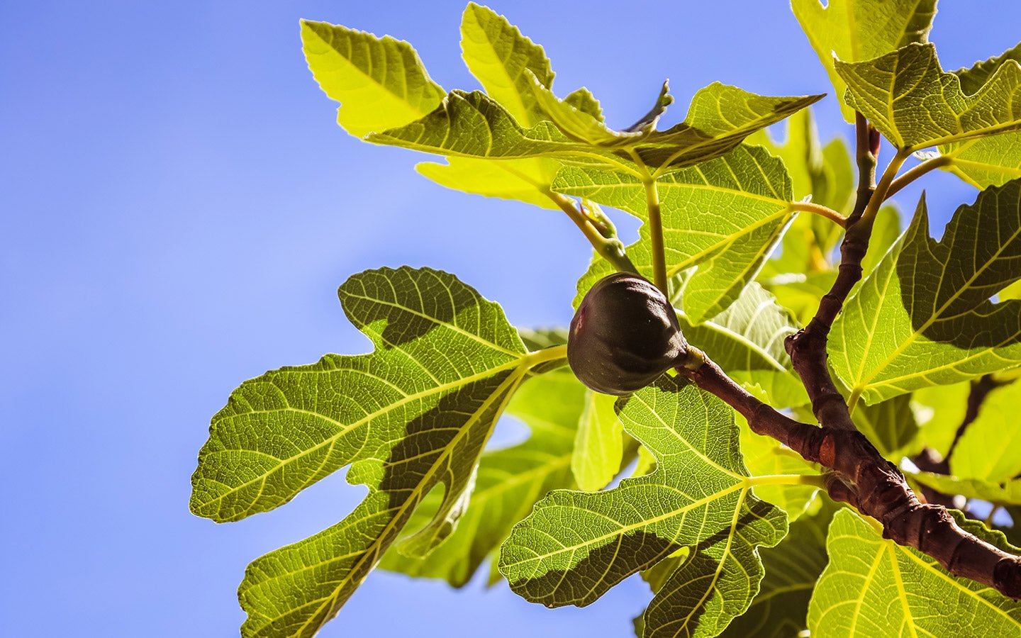 Plant and Grow Fig Trees: A Beginner’s Guide - Eartheasy