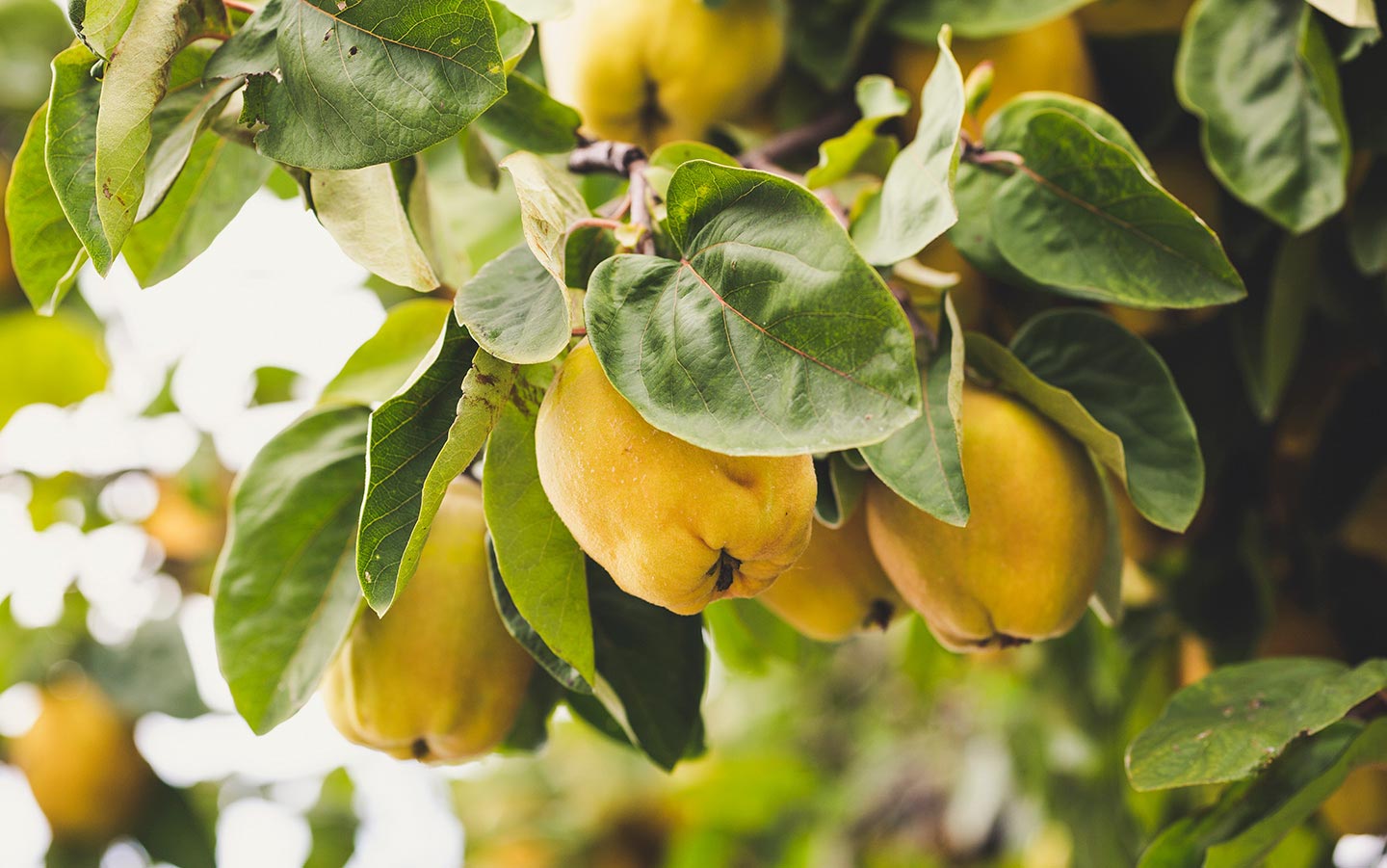 A Beginner’s Guide to Growing Quince