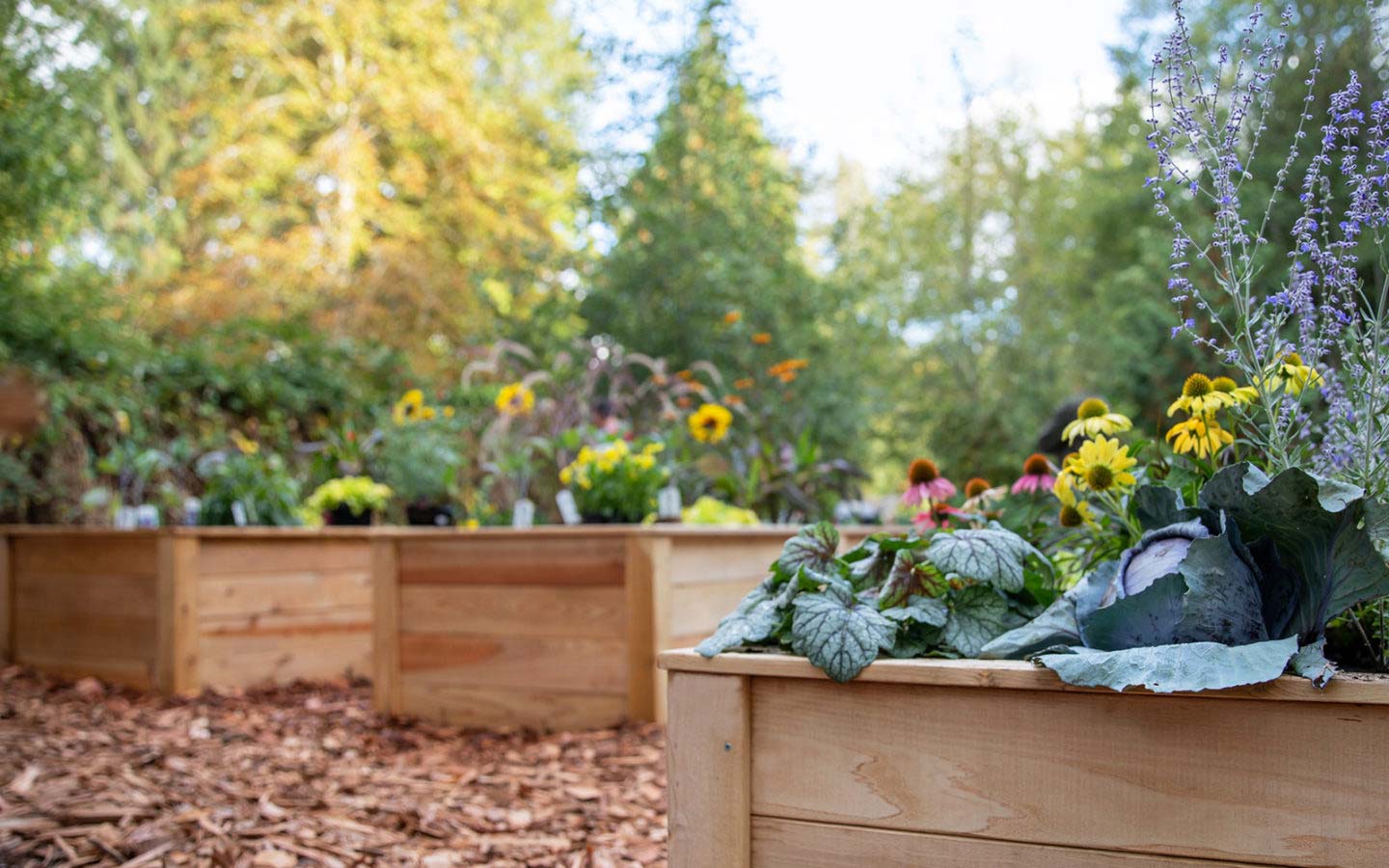 Raised Garden Beds: How to Build & Where to Buy - Eartheasy