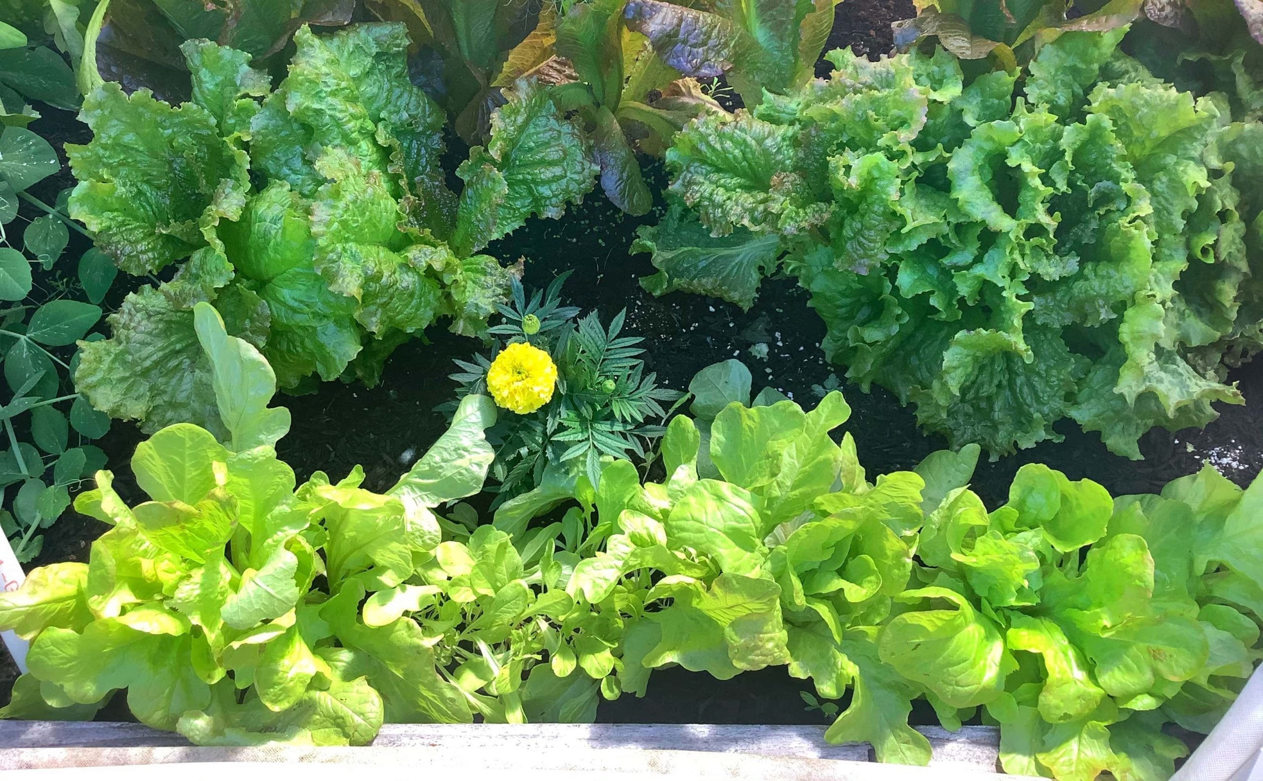 Control Pests Naturally in Your Raised Garden Beds