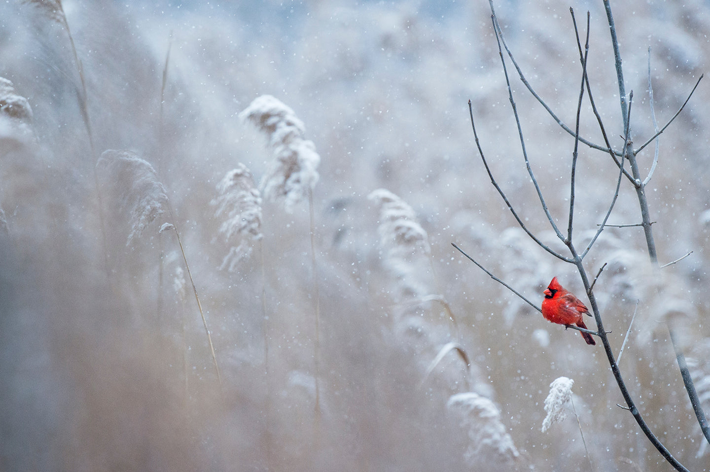 How to Attract More Birds to Your Backyard Bird Feeder