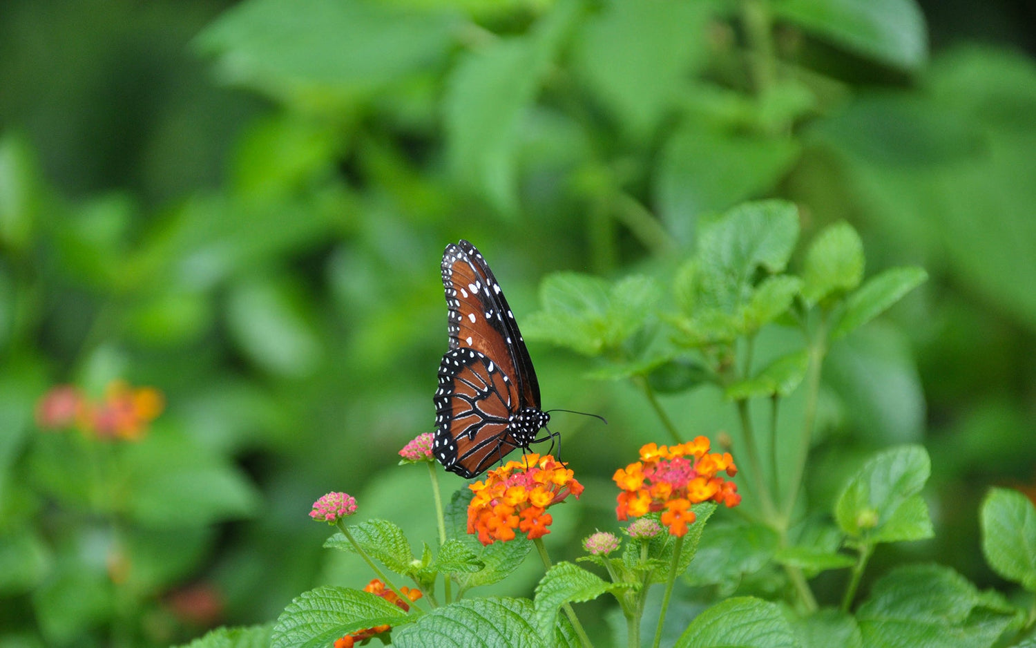 Climate Change & Regenerative Gardening