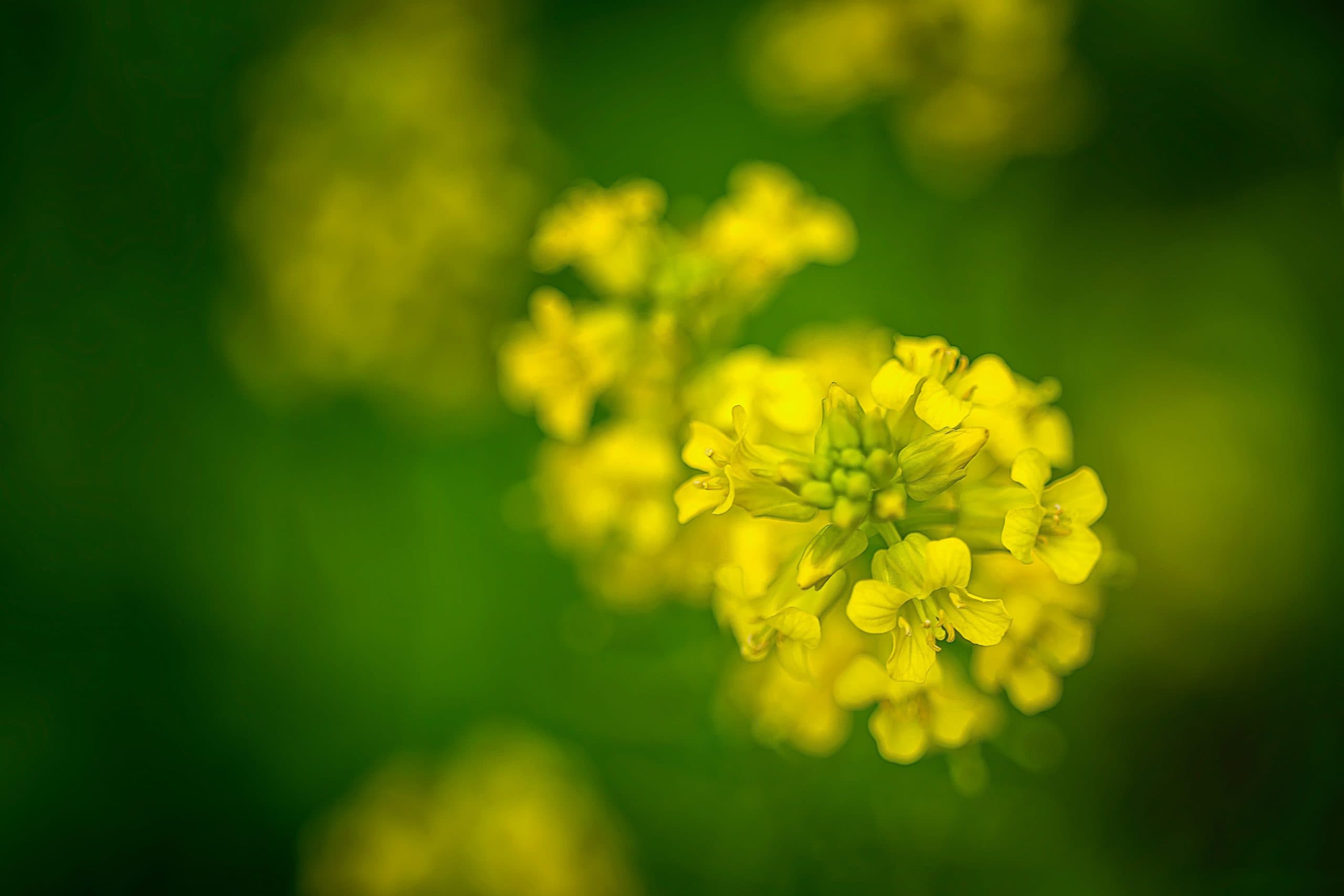 The Best Organic Weed Killer for Lawns