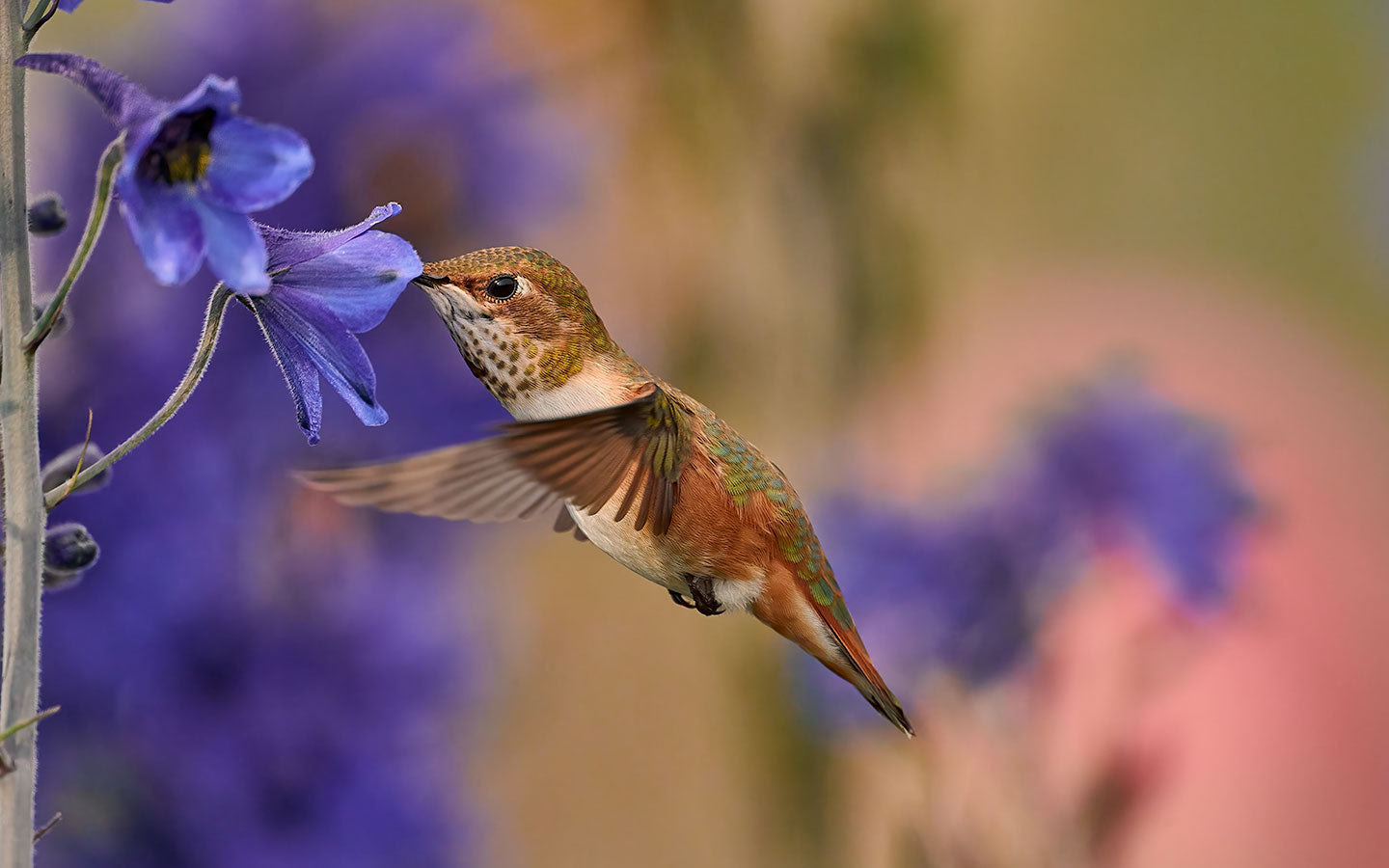 The Best Ways to Attract Hummingbirds to Your Garden