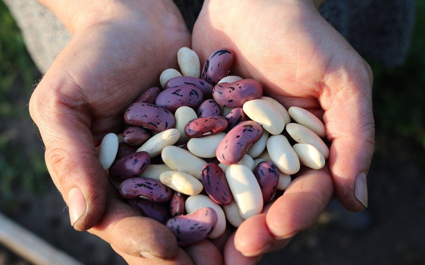 How to Dry and Store Scarlett Runner Beans