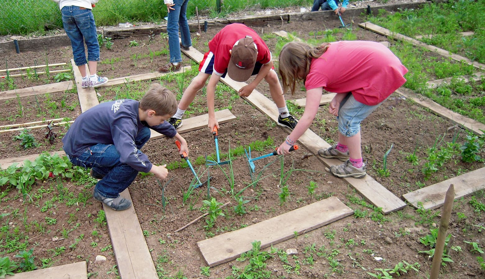School Gardens: Can They Make Our Children Smarter? - Eartheasy