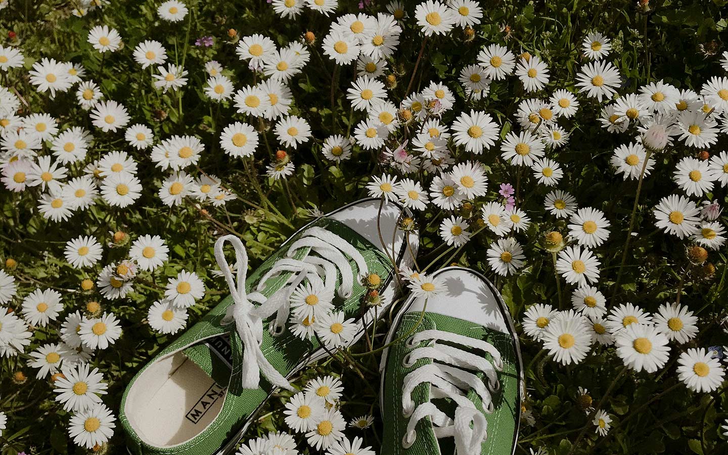 Replace Your Lawn With a Vibrant Wildflower Meadow
