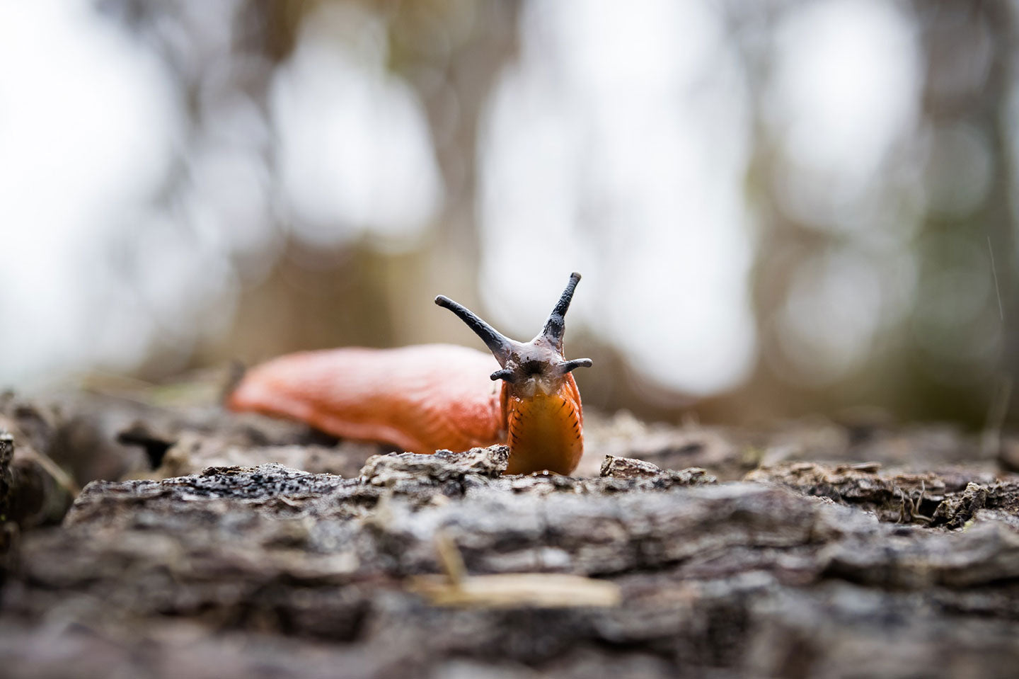 Natural Slug Control