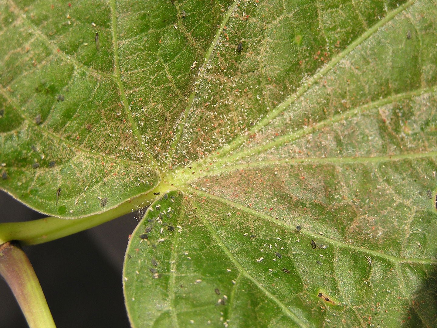 Spider Mites: How to Identify and Control Them Naturally - Eartheasy