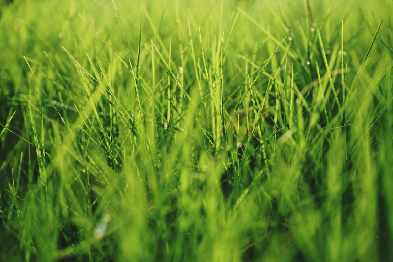 Sunday Lawn Care Review - Eartheasy