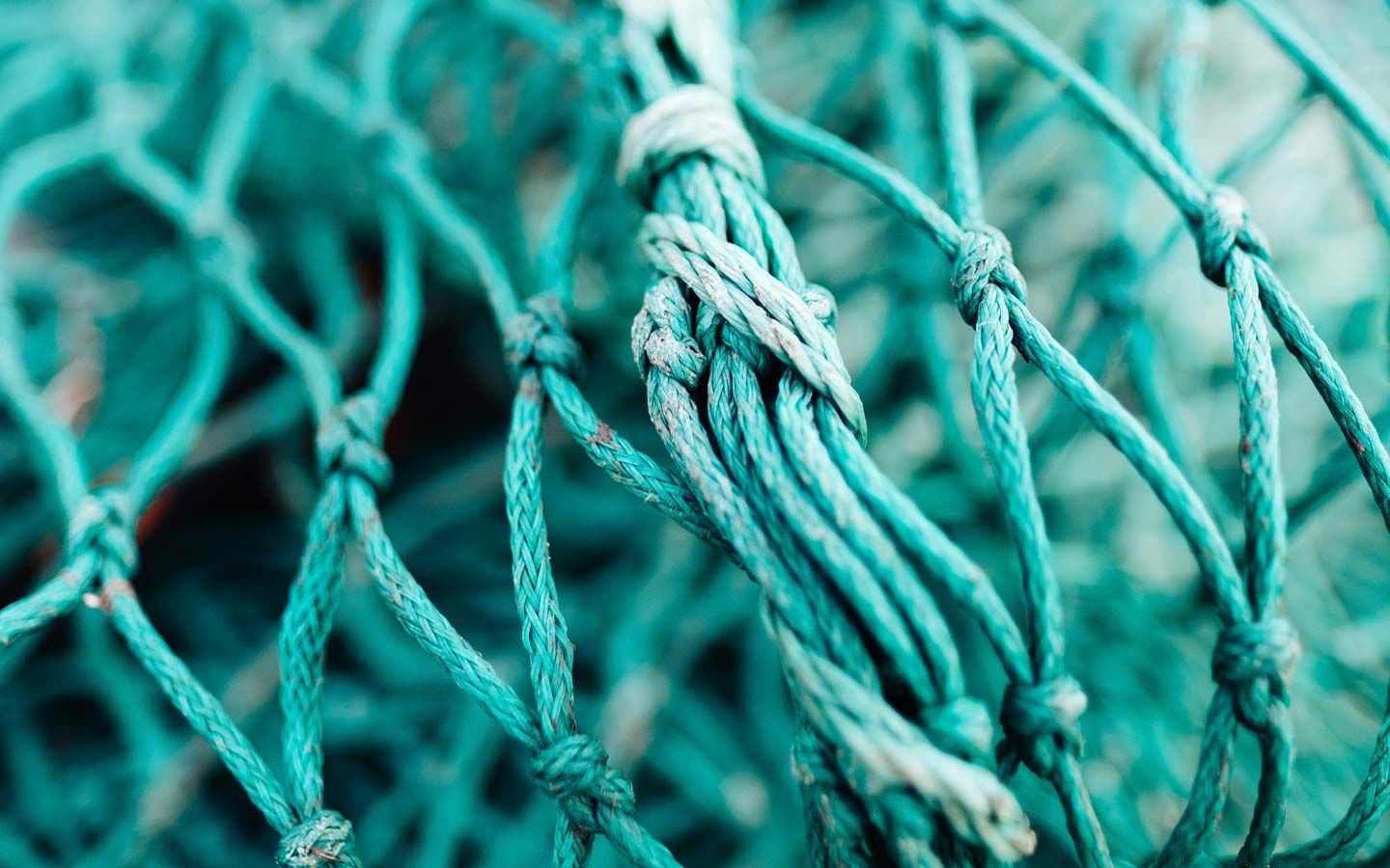 Sustainable Fisheries: Big Success on a Small Island Fuels Optimism - Eartheasy
