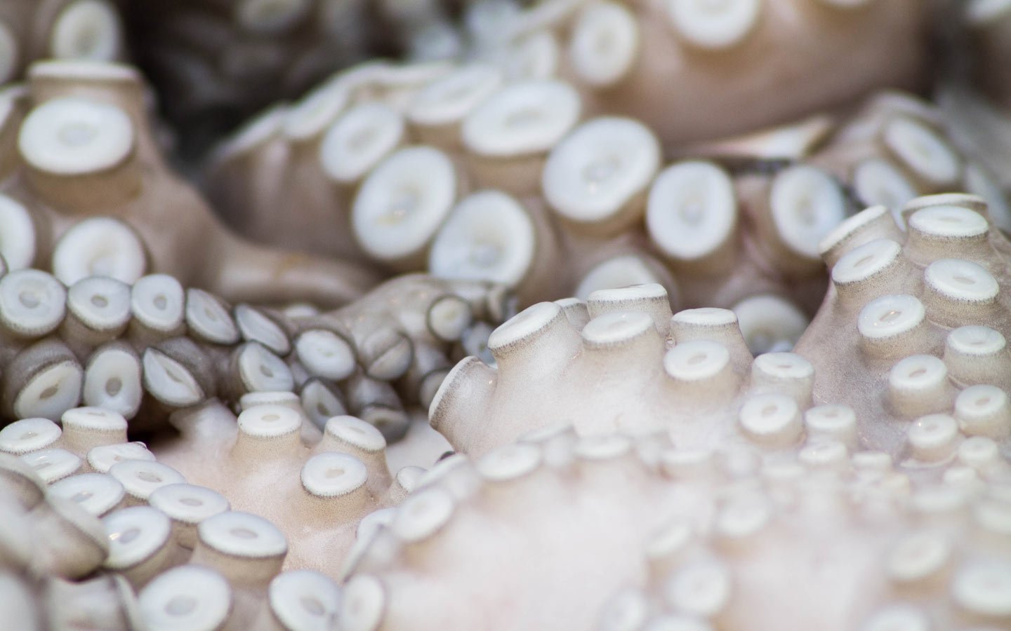Sustainable Seafood - Eartheasy