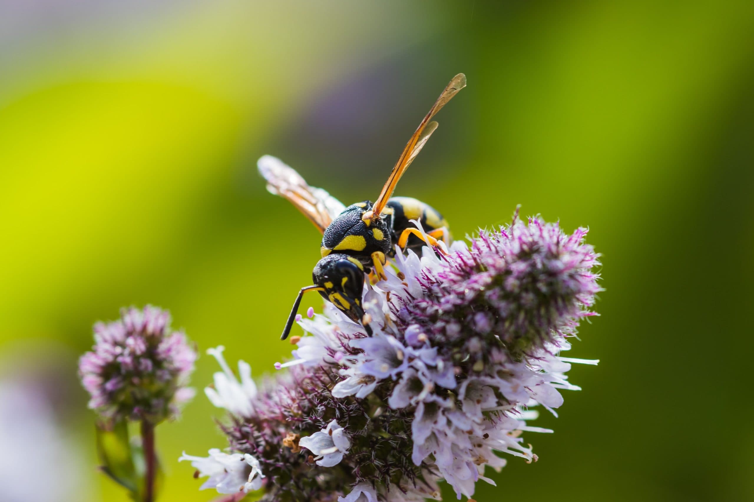 Natural Wasp Deterrent