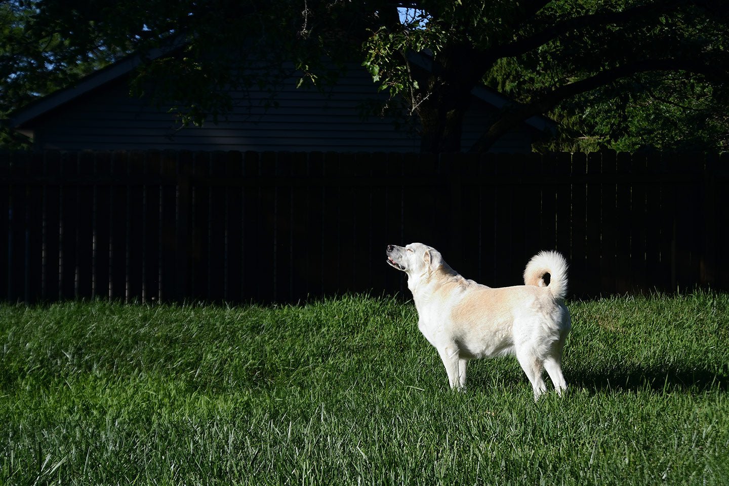 The Best Guardian Dogs to Protect Your Chickens - Eartheasy